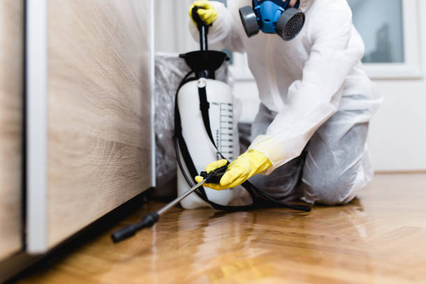 Wasp Removal Services in West Brattleboro, VT